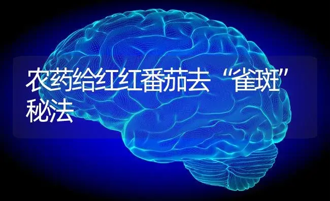 农药给红红番茄去“雀斑”秘法 | 蔬菜种植