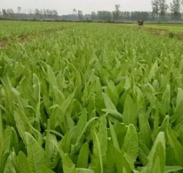 冬季大棚空心菜、菠菜、油麦菜、四季豆种植技术您都了解吗？