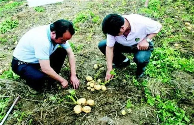 马铃薯产量低的 因素及解决措施