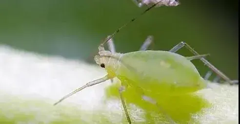 西瓜蚜虫防治和治疗，用什么杀虫剂成效好？