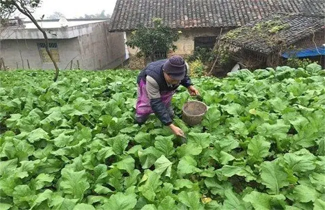 春菜的栽培时间和对策