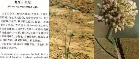 其他科杂草