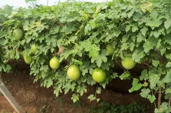 瓜蒌播栽培时间和种植对策