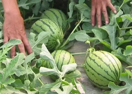 西瓜早熟双膜种植办法