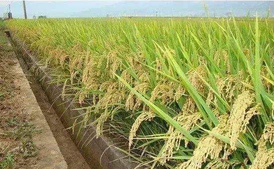 水稻纹枯病的症状是什么？想预防纹枯病得做好这几点！