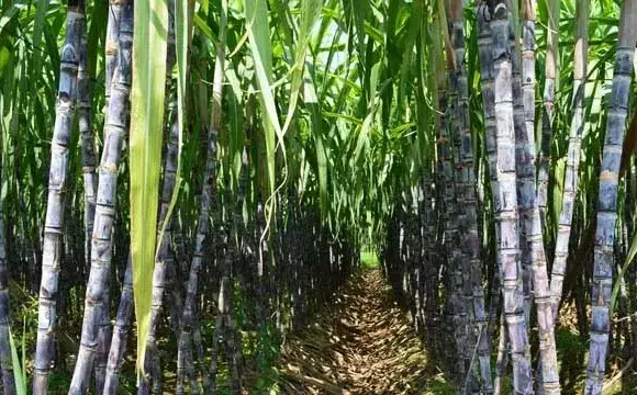 甘蔗除草剂的常见误区