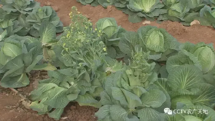 春甘蓝早熟高产种植技术