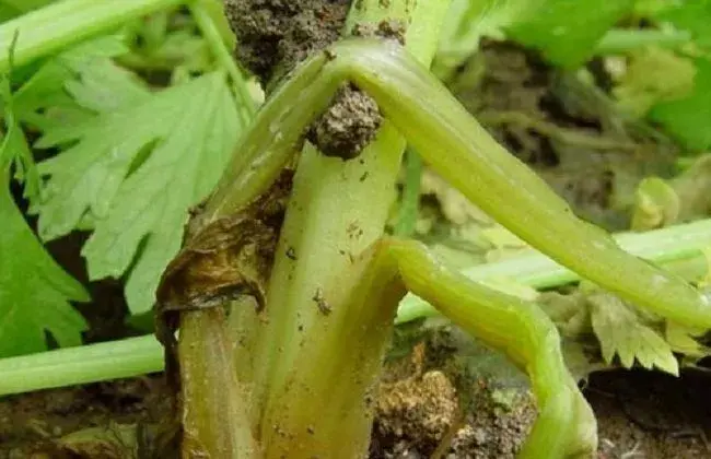 冬天棚室芹菜病害防治和治疗