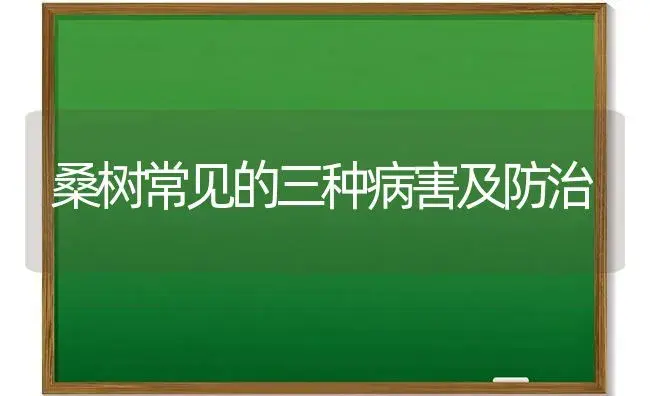 桑树常见的三种病害及防治 | 植物病虫害