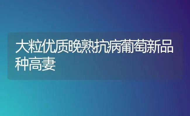 大粒优质晚熟抗病葡萄新品种高妻 | 植物病虫害