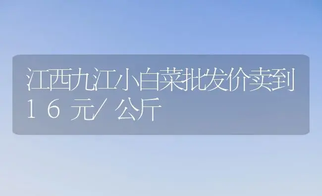 江西九江小白菜批发价卖到16元/公斤 | 蔬菜种植