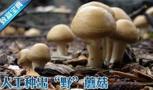 树林里人工种出“野生”双孢菇