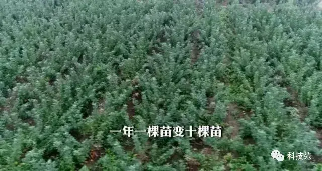 苹果矮砧集约种植，长在“墙”上的苹果带来不同的财富！