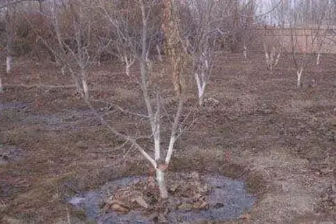 冬天果园什么时候浇灌水最好