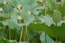 福建莲子种植基地首获GAP认证