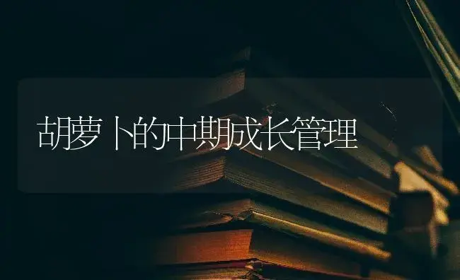 胡萝卜的中期成长管理 | 蔬菜种植