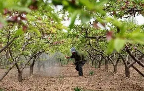 暴雨过后果树要准时采取补救对策