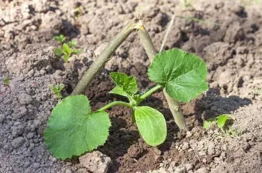 蔬菜苗移栽订植不是越大越好