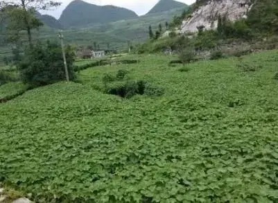 佛手瓜什么时候开花结果？种植方法有哪些？