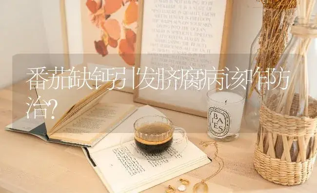 番茄缺钙引发脐腐病该咋防治? | 蔬菜种植