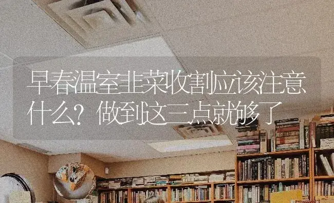 早春温室韭菜收割应该注意什么？做到这三点就够了 | 蔬菜种植