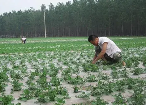 花生果针下扎是否能穿透塑料薄膜