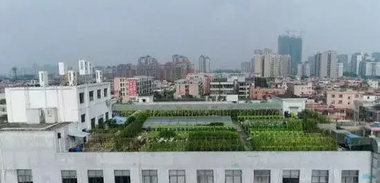 曹梦阳房顶种菜变农场 城市里的“空中农夫”