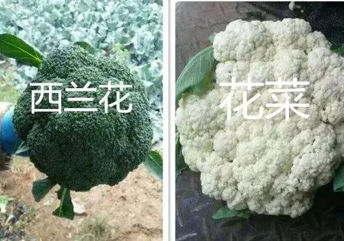 西兰花变黄了还能吃吗？怎么保存才能不变黄？和花菜有什么区别？