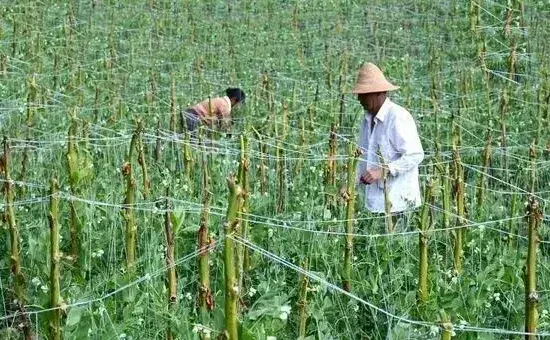 种植豌豆如何浇水和施肥，种植管理技术介绍