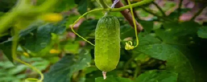 黄瓜种植栽培管理技术