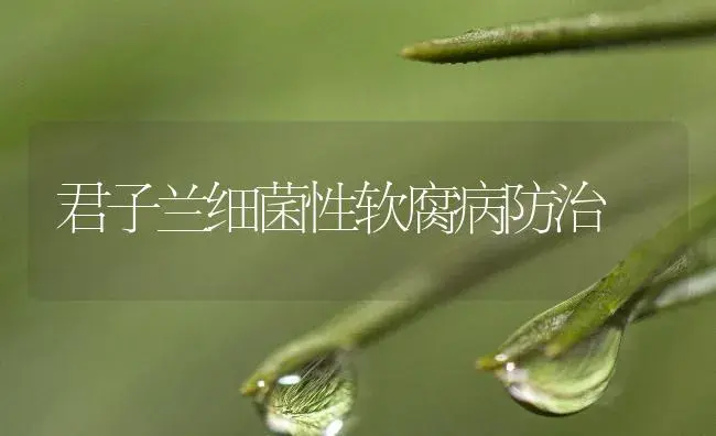 君子兰细菌性软腐病防治 | 植物病虫害