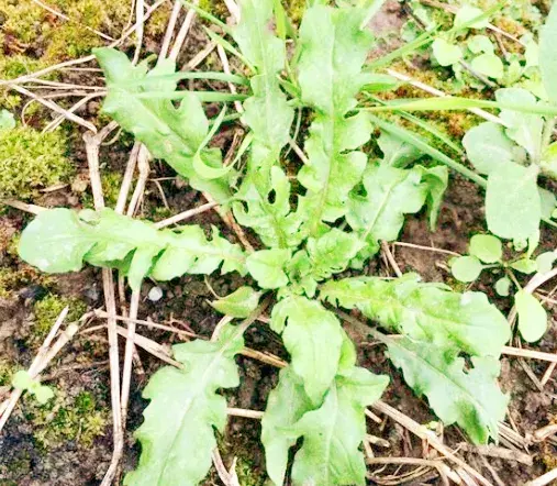 荠菜价格多少钱一斤？种植前景及利润怎么样？