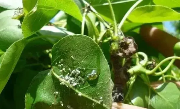 高抗性害虫用药配方