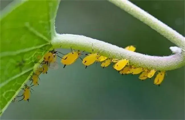 豆角蚜虫防治和治疗办法