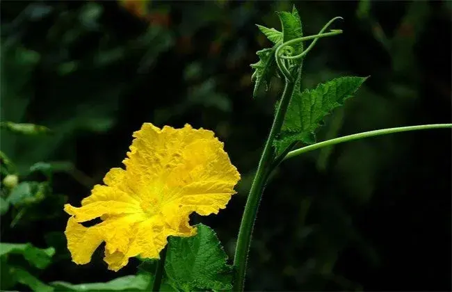 丝瓜开花期的管理