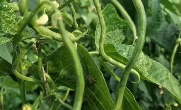 有机豇豆种植技术