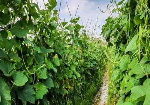 种植冬瓜需要掐尖吗