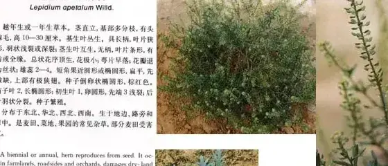 十字花科杂草