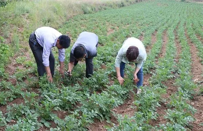 马铃薯产量低的 因素及解决措施