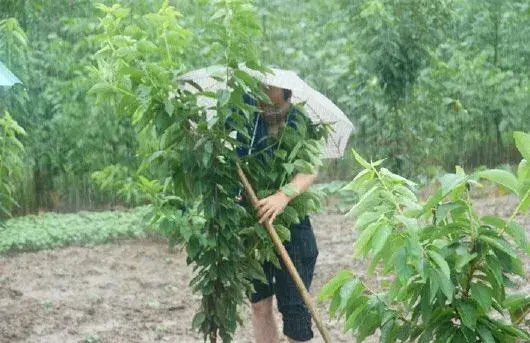 夏天果树管理要抗旱,也要防旱涝急转