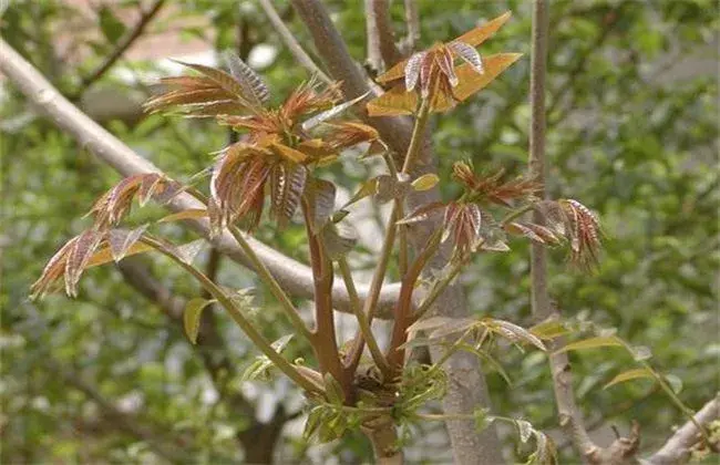 香椿该怎么繁育