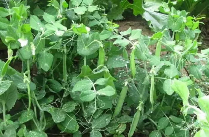 豌豆棚室种植技术