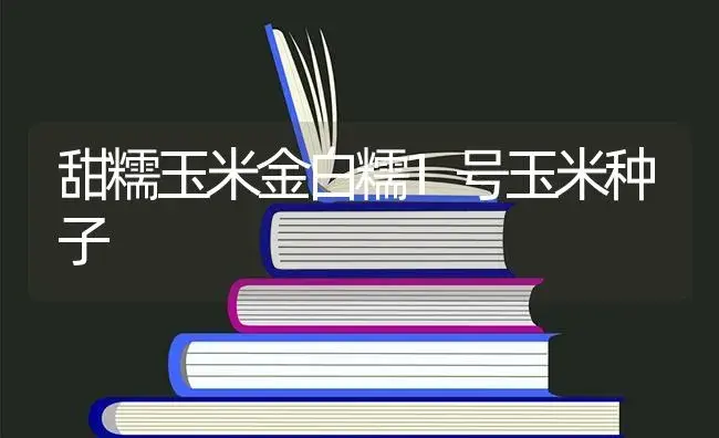 甜糯玉米金白糯1号玉米种子 | 蔬菜种植