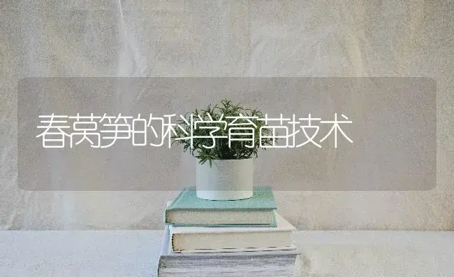 春莴笋的科学育苗技术 | 蔬菜种植