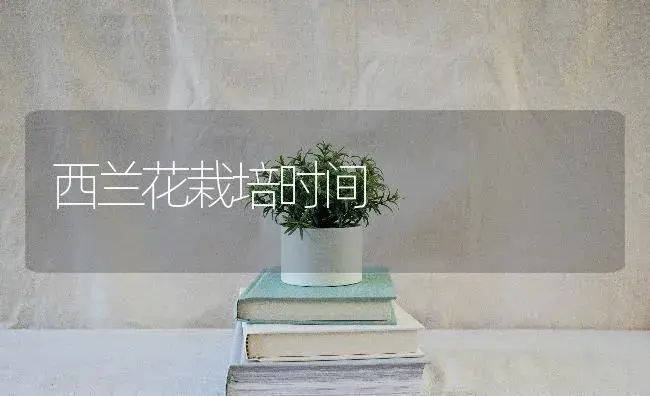 科学种植让小茄子采摘期延长三个月 | 蔬菜种植