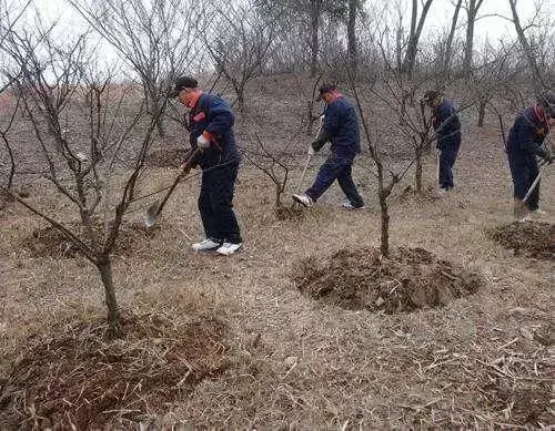 冬天果树怎么防冻，这些措施成效好