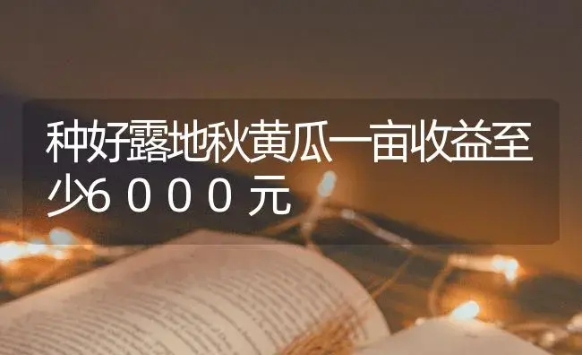 种好露地秋黄瓜一亩收益至少6000元 | 蔬菜种植