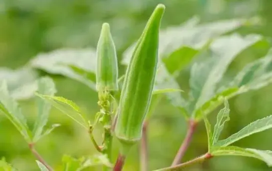 秋葵什么时候栽培最好，几月份收获？