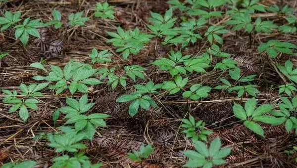 云南白药种植方法