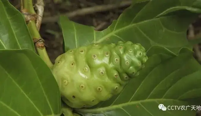 无核荔枝，奇特诺丽果，奇异水果闯天下